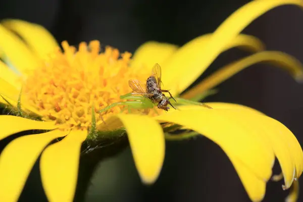 Tiro Macro Uma Mosca Uma Flor Amarela — Fotografia de Stock