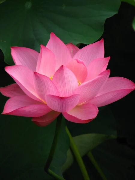 Vertikal Bild Blommande Rosa Lotus — Stockfoto