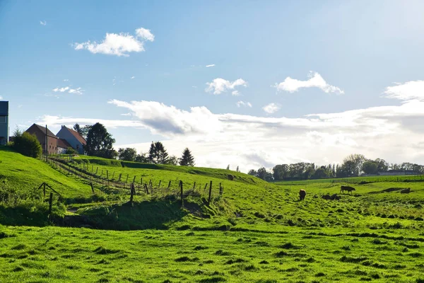 Großaufnahme Von Kühen Die Einem Sonnigen Tag Auf Einer Weide — Stockfoto