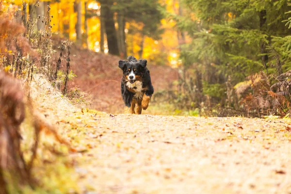 Nahaufnahme Eines Süßen Berner Sennenhundes Herbst — Stockfoto