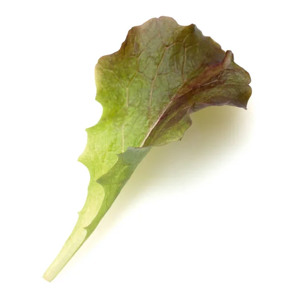 Vertical Shot Spinach Leaf White Background — Stock Photo, Image