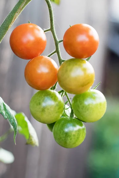 Vertikal Bild Tomater Mognad — Stockfoto
