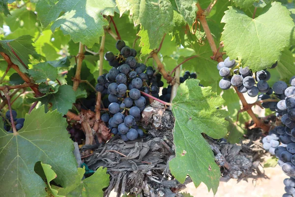 Shot Close Uvas Maduras Nas Vinhas Que Crescem Uma Vinha — Fotografia de Stock