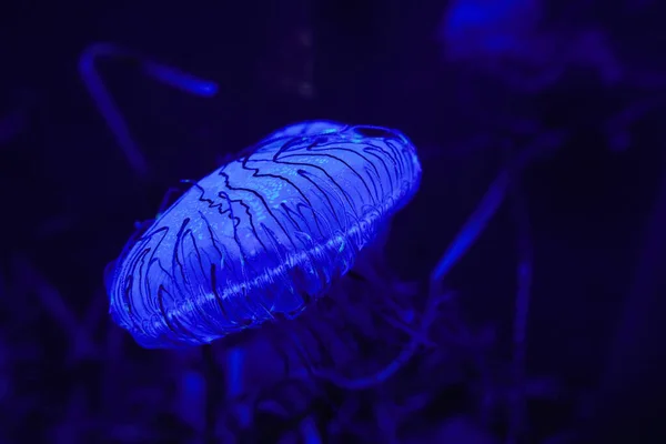 一只蓝色水母在水里的特写镜头 — 图库照片
