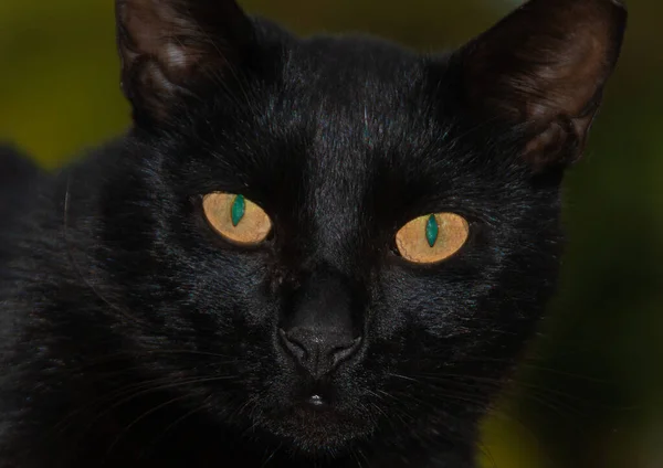 Retrato Gato Preto Com Olhos Amarelos Campo Com Fundo Embaçado — Fotografia de Stock