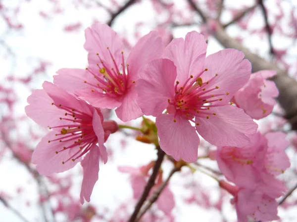 Een Betoverende Shot Van Mooie Kersenbloesems Wazige Achtergrond — Stockfoto