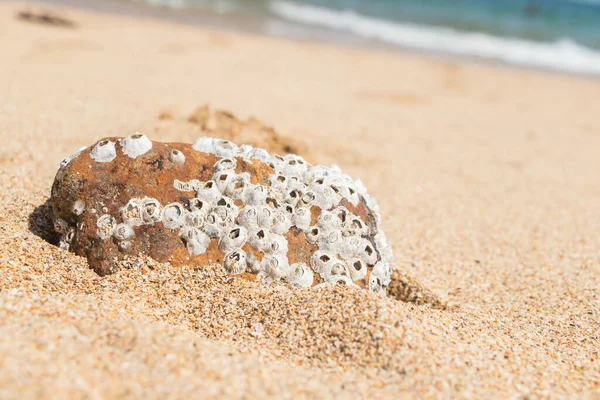 Крупный План Камня Песке — стоковое фото