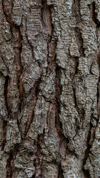 Ένα Κατακόρυφο Κοντινό Πλάνο Της Τραχιάς Υφής Ενός Κορμού Δέντρου — Φωτογραφία Αρχείου