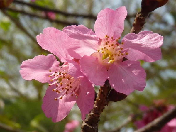 Plan Envoûtant Belles Fleurs Cerisier Sur Fond Flou — Photo