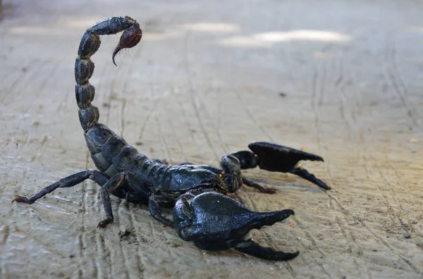 Primer Plano Escorpión Negro Venenoso Sobre Una Superficie Áspera Hormigón — Foto de Stock