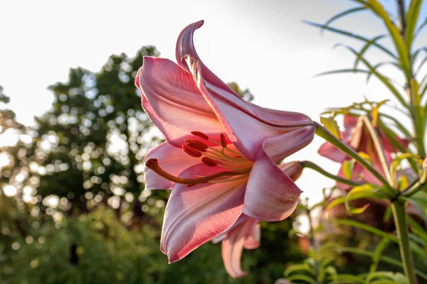 Крупним Планом Рожева Квітка Лілії Розмитому Фоні — стокове фото