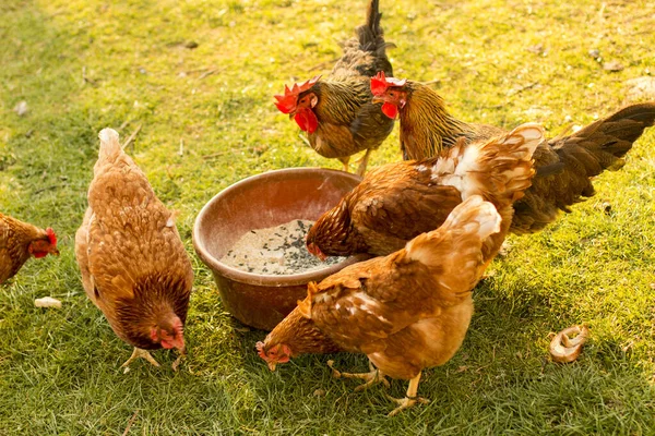 Een Kudde Kippen Die Zaden Eten Het Gras Een Landelijk — Stockfoto