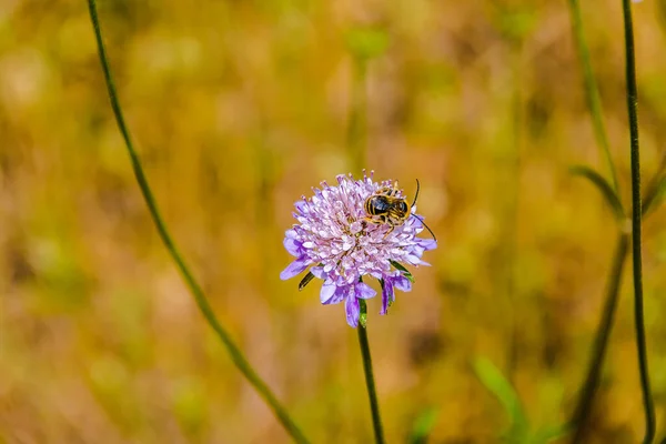 Eine Nahaufnahme Einer Biene Auf Einer Lila Blume — Stockfoto