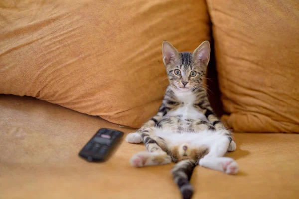 Closeup Shot Adorable Little Domestic Cat Lying Couch — Stock Photo, Image