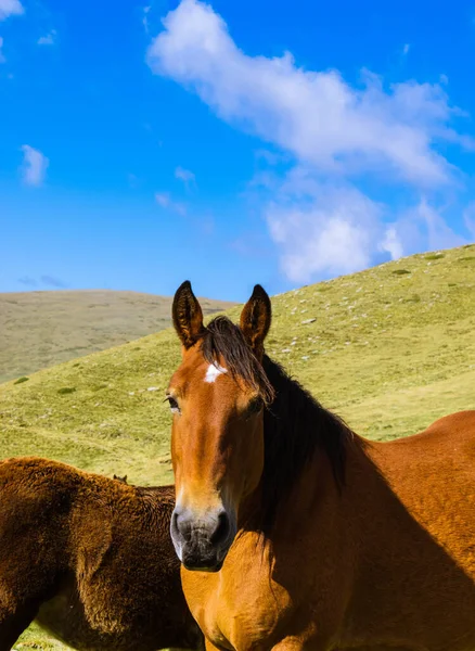 Selektiv Fokusbild Brun Häst Three Peaks Hill Argentina — Stockfoto