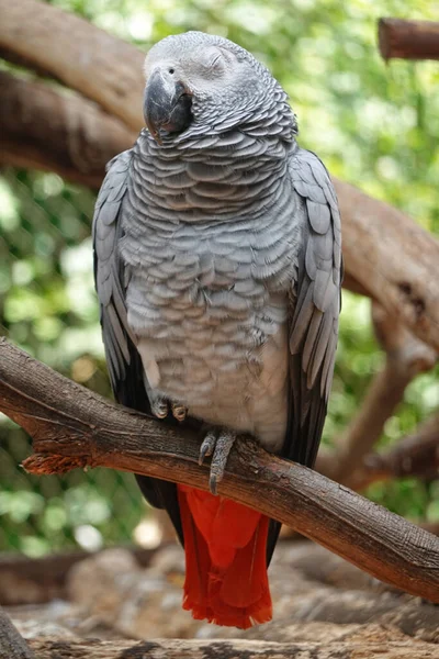 Tiro Vertical Papagaio Multicolorido Ramo — Fotografia de Stock