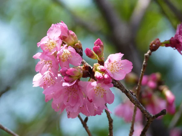 가지에 꽃봉오리 — 스톡 사진