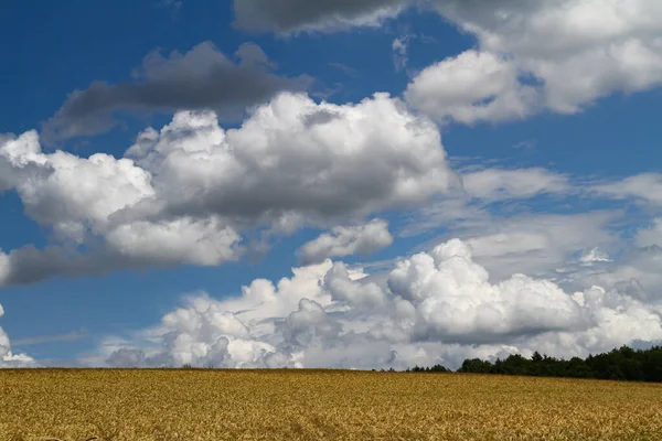 Oreilles Dans Champ Blé Doré Soleil Avec Des Nuages Blancs — Photo