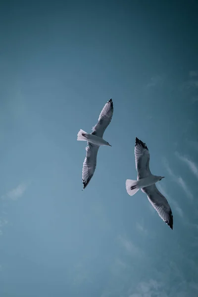 在蓝天中飞翔的海鸥的垂直镜头 — 图库照片