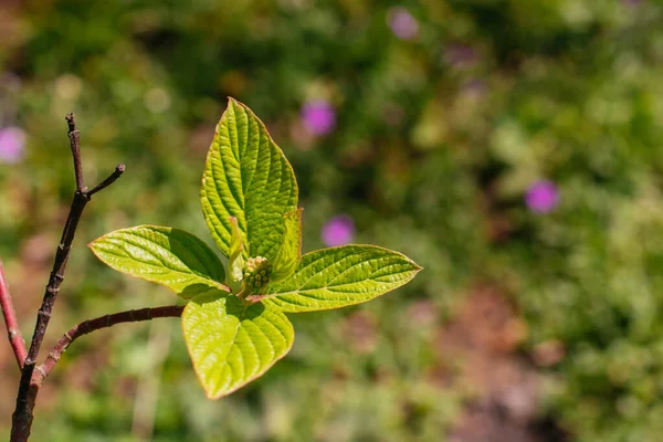 Selektywne Ujęcie Ostrości Pięknego Kwitnącego Zielonego Liścia Gałęzi Podczas Dnia — Zdjęcie stockowe