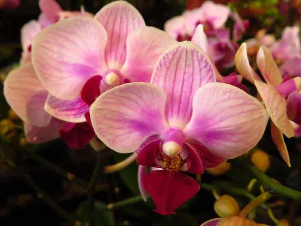 Zbliżenie Dorastających Moth Orchidee Kwiaty — Zdjęcie stockowe