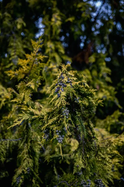 Vertikal Närbild Små Svarta Bär Ett Träd — Stockfoto