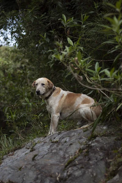 Tiro Vertical Cão Bonito Labrador Retriever Andando Parque Com Vegetação — Fotografia de Stock