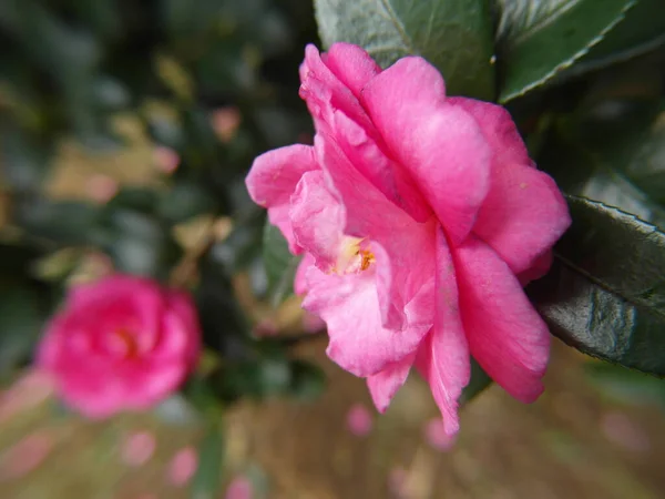 Bulanık Arka Planda Güzel Pembe Kamelya Çiçeğinin Yakın Çekimi — Stok fotoğraf