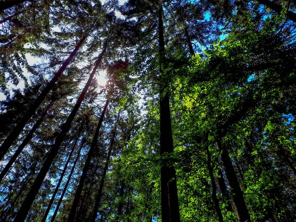 Tiro Baixo Ângulo Árvores Altas Floresta Baviera Alemanha — Fotografia de Stock