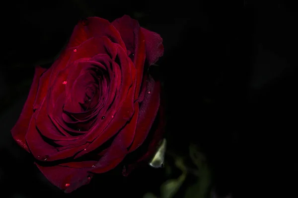 一朵美丽的红玫瑰的特写 — 图库照片