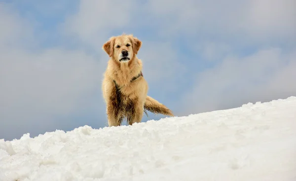 Ein Faszinierender Blick Auf Einen Entzückenden Hund Der Schnee Den — Stockfoto