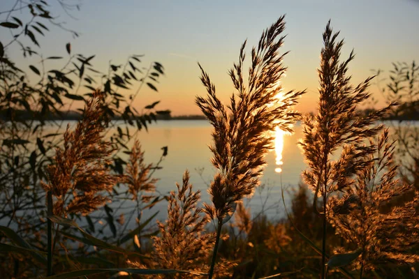 Крупним Планом Трава Морем Задньому Плані Під Час Прекрасного Заходу — стокове фото