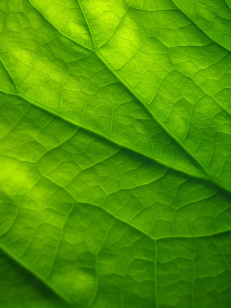 Een Closeup Van Een Lotus Groene Vel Textuur — Stockfoto