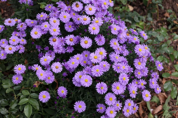 Primer Plano Flores Aster Aromáticas Púrpura Campo — Foto de Stock