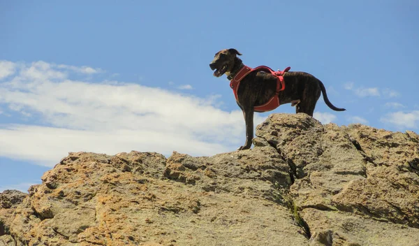 山里一只可爱的狗的迷人景象 — 图库照片