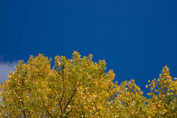 Low Angle Shot Autumn Tree Sky — Stock Photo, Image