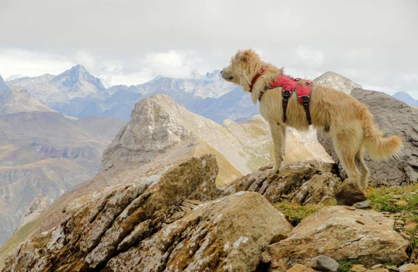 Een Betoverend Uitzicht Een Schattige Hond Bergen — Stockfoto