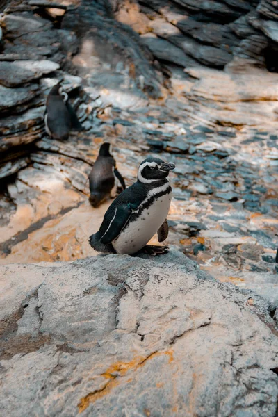 Disparo Vertical Pequeños Pingüinos Caminando Sobre Una Superficie Rocosa — Foto de Stock