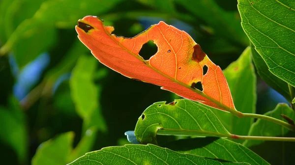 Close Folha Amarela Com Folhas Verdes Fundo — Fotografia de Stock