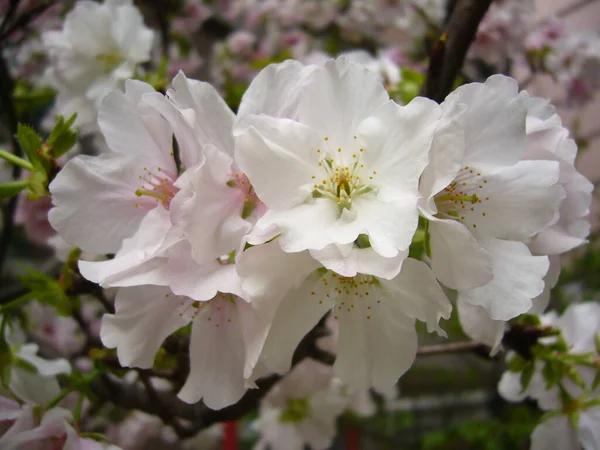 庭の白とピンクの桜の選択的なフォーカスショット — ストック写真