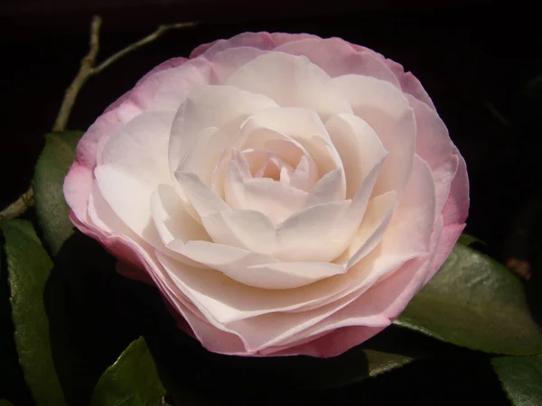 Tiro Enfoque Selectivo Hermosa Flor Camelia Rosa — Foto de Stock