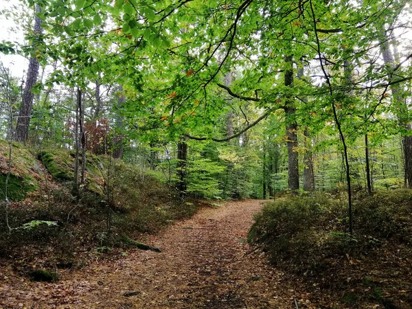 Blick Auf Einen Fußweg Mit Bäumen Und Pflanzen Einem Wald — Stockfoto