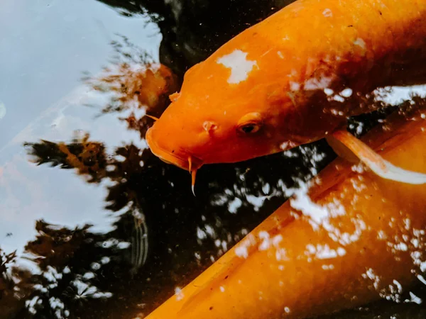 Primo Piano Pesci Koi Che Nuotano Nello Stagno Una Varietà — Foto Stock