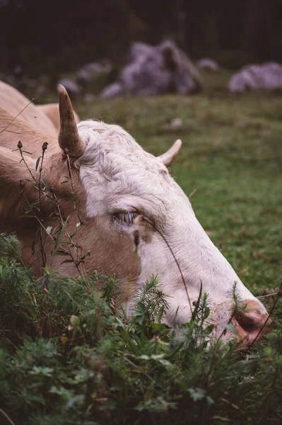 Gros Plan Vache Brune Avec Des Cornes Broutant Sur Herbe — Photo