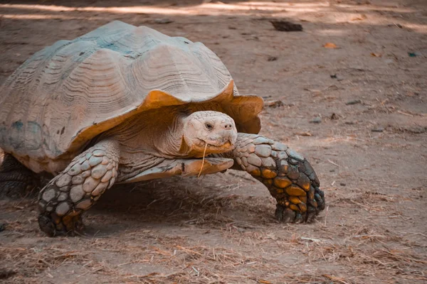 Ogromny Żółw Wielką Skorupą Spacerujący Opuszczonym Obszarze — Zdjęcie stockowe