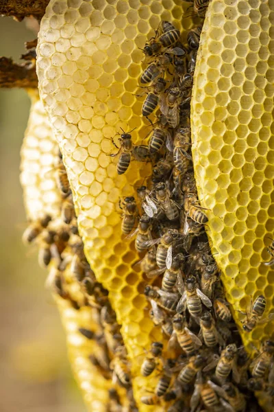 Warstwy Plastra Miodu Zbliżenie Kolonii Dzikich Apis Mellifera Carnica Lub — Zdjęcie stockowe