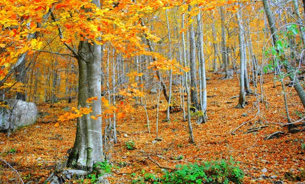 Uma Vista Das Árvores Outono Floresta — Fotografia de Stock