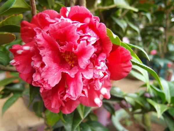 Zbliżenie Strzał Różowy Kwiat Kamelii — Zdjęcie stockowe