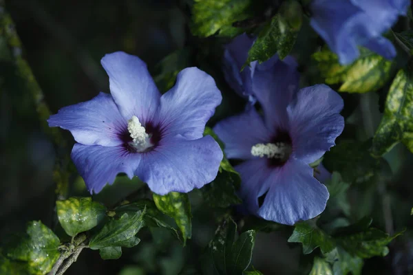 Closeup Blue Hibiscus Flowers Field Lights Blurry Background — Stock Photo, Image