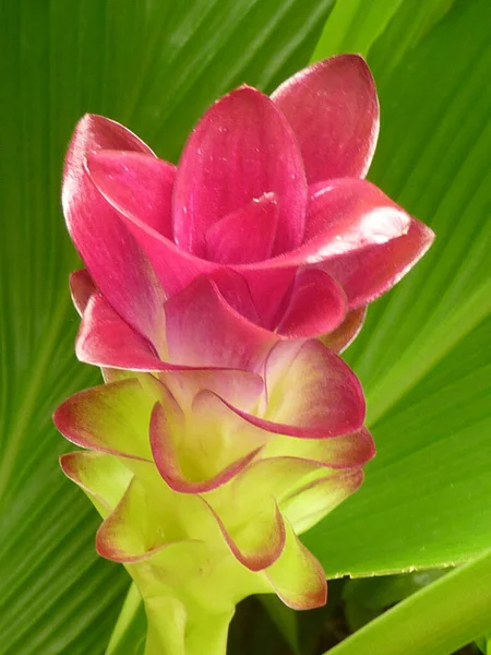 Primo Piano Verticale Tulipano Siam — Foto Stock